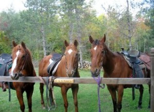 d k ranch