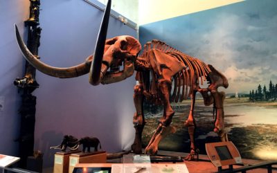 Face to Face with Prehistoric History at Ithaca’s Museum of the Earth