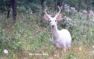 Deer Haven Park – Home to Majestic Seneca White Deer
